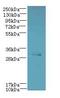 Cytochrome B5 Reductase 2 antibody, LS-C399223, Lifespan Biosciences, Western Blot image 