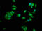 NME/NM23 Nucleoside Diphosphate Kinase 1 antibody, LS-C211210, Lifespan Biosciences, Immunofluorescence image 