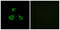 Mitochondrial Ribosomal Protein L52 antibody, GTX87484, GeneTex, Immunocytochemistry image 