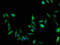 TNF Receptor Associated Protein 1 antibody, CSB-PA03604A0Rb, Cusabio, Immunofluorescence image 