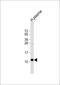 APOA2 antibody, 62-902, ProSci, Western Blot image 