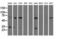 Pyrroline-5-Carboxylate Reductase 2 antibody, LS-C115756, Lifespan Biosciences, Western Blot image 