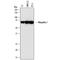 Ubiquilin 1 antibody, AF7969, R&D Systems, Western Blot image 