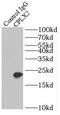 Complexin 2 antibody, FNab01921, FineTest, Immunoprecipitation image 