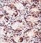 FXYD Domain Containing Ion Transport Regulator 5 antibody, LS-C166291, Lifespan Biosciences, Immunohistochemistry paraffin image 