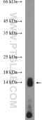Myeloid Derived Growth Factor antibody, 11353-1-AP, Proteintech Group, Western Blot image 