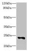 Family With Sequence Similarity 156 Member B antibody, CSB-PA847690LA01HU, Cusabio, Western Blot image 
