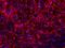 MAP2 antibody, A01201-1, Boster Biological Technology, Immunohistochemistry paraffin image 