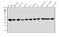 Beta-Actin antibody, MA1115, Boster Biological Technology, Western Blot image 