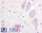 G Protein-Coupled Receptor 20 antibody, LS-A103, Lifespan Biosciences, Immunohistochemistry frozen image 