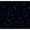 TNF Receptor Superfamily Member 25 antibody, LS-B2705, Lifespan Biosciences, Immunofluorescence image 