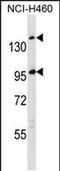 Scavenger Receptor Cysteine Rich Family Member With 5 Domains antibody, PA5-48777, Invitrogen Antibodies, Western Blot image 