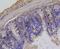 Histone Cluster 1 H1 Family Member E antibody, NBP2-67313, Novus Biologicals, Immunohistochemistry paraffin image 