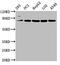 Neurolysin antibody, CSB-PA863161LA01HU, Cusabio, Western Blot image 