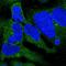 Cytoplasmic dynein 1 intermediate chain 2 antibody, HPA040619, Atlas Antibodies, Immunofluorescence image 