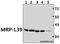 Mitochondrial Ribosomal Protein L39 antibody, A10301-1, Boster Biological Technology, Western Blot image 