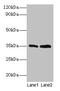 General Transcription Factor IIB antibody, CSB-PA010001HA01HU, Cusabio, Western Blot image 