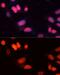 Sirtuin 1 antibody, GTX32875, GeneTex, Immunofluorescence image 