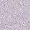 Transmembrane protein 236 antibody, HPA045096, Atlas Antibodies, Immunohistochemistry frozen image 