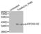 Eukaryotic Translation Initiation Factor 2 Subunit Beta antibody, abx000391, Abbexa, Western Blot image 