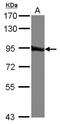 Glutaminyl-TRNA Synthetase antibody, NBP2-20028, Novus Biologicals, Western Blot image 
