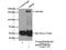 Small subunit processome component 20 homolog antibody, 18830-1-AP, Proteintech Group, Immunoprecipitation image 