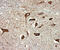 Glutamate Decarboxylase 1 antibody, AF2086, R&D Systems, Immunohistochemistry frozen image 