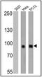 Insulin Receptor antibody, MA5-13756, Invitrogen Antibodies, Western Blot image 