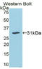 Mitogen-Activated Protein Kinase 8 antibody, LS-C295385, Lifespan Biosciences, Western Blot image 