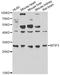 Mitochondrial Translational Initiation Factor 3 antibody, A12615, ABclonal Technology, Western Blot image 