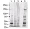 Transient Receptor Potential Cation Channel Subfamily C Member 6 antibody, orb344462, Biorbyt, Western Blot image 