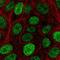 Cold Inducible RNA Binding Protein antibody, PA5-66336, Invitrogen Antibodies, Immunofluorescence image 