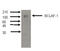 BCL2 Associated Transcription Factor 1 antibody, TA353003L, Origene, Western Blot image 