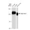 Integrin Subunit Beta 3 antibody, GTX02823, GeneTex, Western Blot image 