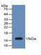 Anti-Mullerian Hormone antibody, abx102093, Abbexa, Western Blot image 