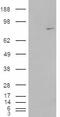 Methylphosphate Capping Enzyme antibody, EB08073, Everest Biotech, Western Blot image 