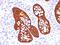 Keratin 19 antibody, MBS438116, MyBioSource, Immunohistochemistry frozen image 