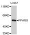 Peroxisome Proliferator Activated Receptor Gamma antibody, abx127113, Abbexa, Western Blot image 