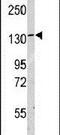 Leucyl-TRNA Synthetase antibody, PA5-14309, Invitrogen Antibodies, Western Blot image 