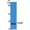 Fas Apoptotic Inhibitory Molecule 2 antibody, LS-C386832, Lifespan Biosciences, Western Blot image 