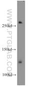 RNA Binding Motif Protein 12B antibody, 17137-1-AP, Proteintech Group, Western Blot image 