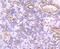 Von Willebrand Factor antibody, NBP2-67914, Novus Biologicals, Immunohistochemistry paraffin image 