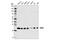 MOB Kinase Activator 1B antibody, 13730S, Cell Signaling Technology, Western Blot image 