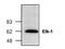 ETS Transcription Factor ELK1 antibody, GTX47708, GeneTex, Western Blot image 