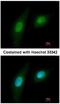 Pim-2 Proto-Oncogene, Serine/Threonine Kinase antibody, NBP1-33731, Novus Biologicals, Immunocytochemistry image 