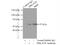 cAMP-dependent protein kinase catalytic subunit beta antibody, 12232-1-AP, Proteintech Group, Immunoprecipitation image 