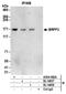 Bromodomain And PHD Finger Containing 3 antibody, A304-082A, Bethyl Labs, Immunoprecipitation image 