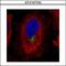 Golgi Membrane Protein 1 antibody, GTX107702, GeneTex, Immunofluorescence image 