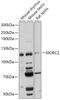 MORC family CW-type zinc finger protein 2 antibody, 18-020, ProSci, Western Blot image 