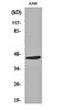 Mannan Binding Lectin Serine Peptidase 1 antibody, orb159421, Biorbyt, Western Blot image 